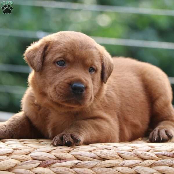 Felix, Fox Red Labrador Retriever Puppy
